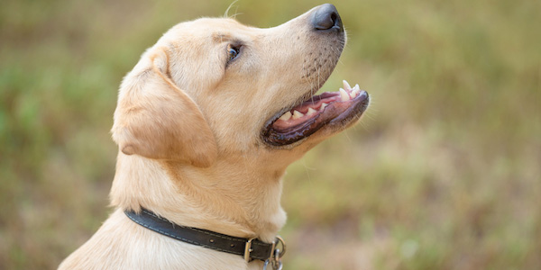 Lab puppy collar hotsell